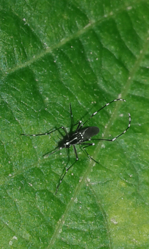 Culicidae : Aedes albopictus